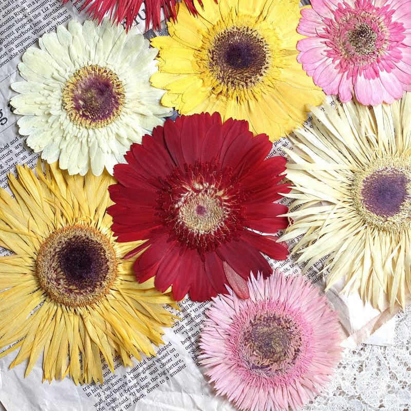 Resin Art Sticker - 1 قطعة/7-9 سنتيمتر ، ضغط Gerbera